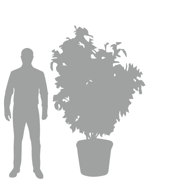 Quercus ilex