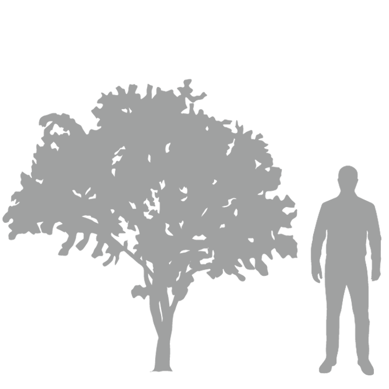 Quercus ilex