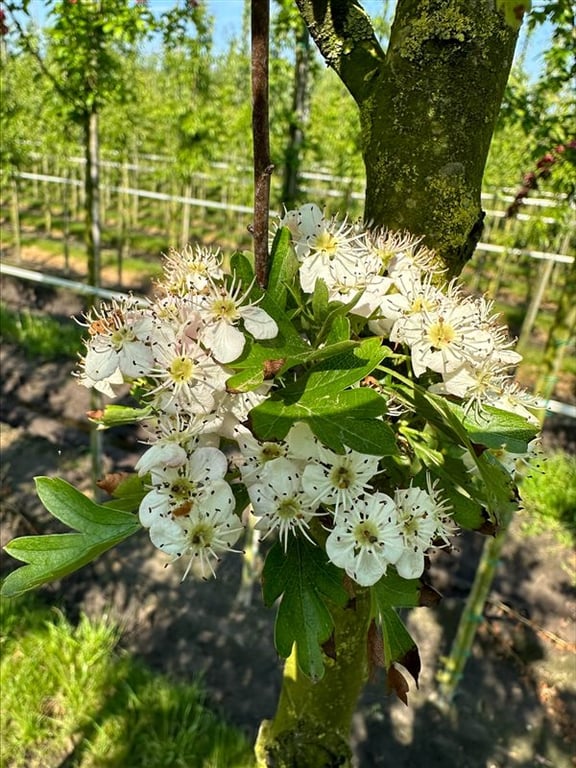 Crataegus monogyna ‘Stricta’