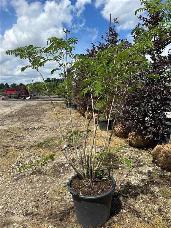 Albizia julibrissin