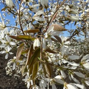 Amelanchier lamarckii