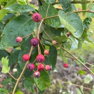 Amelanchier lamarckii