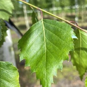 Betula pendula