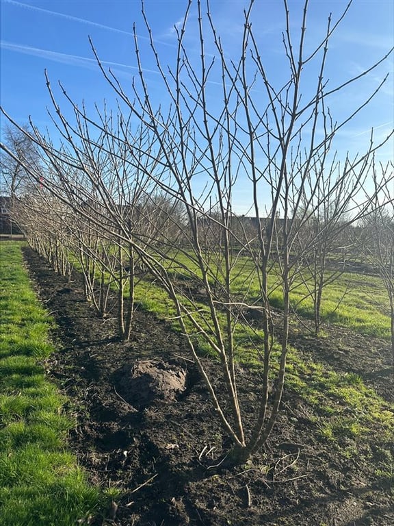 Broussonetia papyrifera