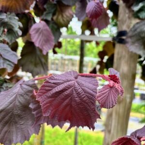 Corylus a. Purple Umbrella
