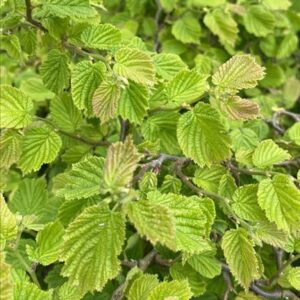 Corylus a. ‘Scooter’