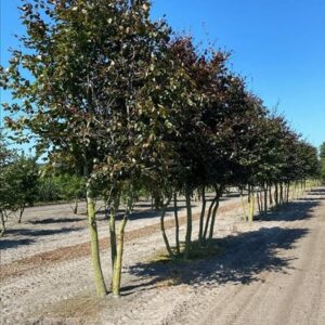 Fagus syl. ‘Atropunicea’