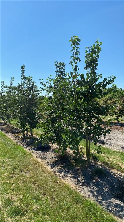 Ginkgo biloba