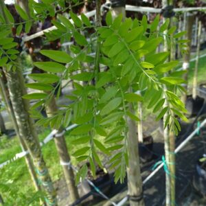 Gleditsia triac. ‘Emerald Cascade’