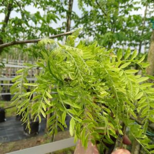 Gleditsia triac. ‘Skyline’