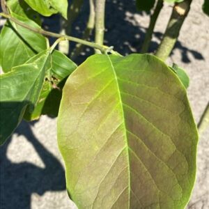Magnolia ‘Big Dude’
