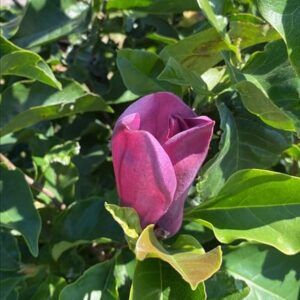 Magnolia ‘Galaxy’
