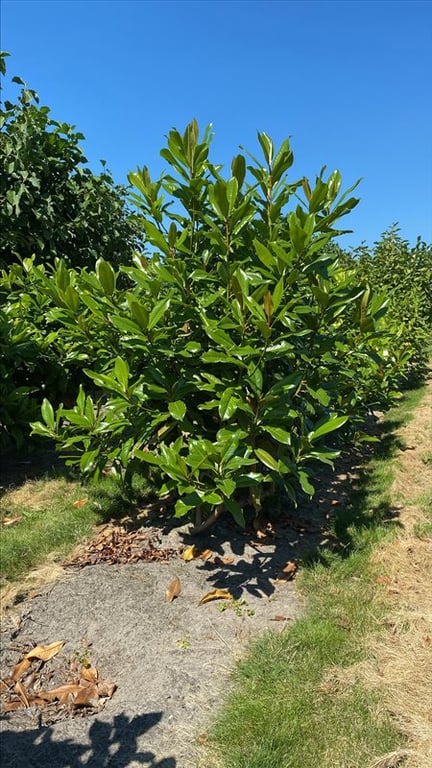 Magnolia grandiflora