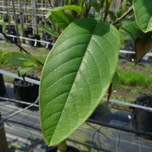 Magnolia sieboldii