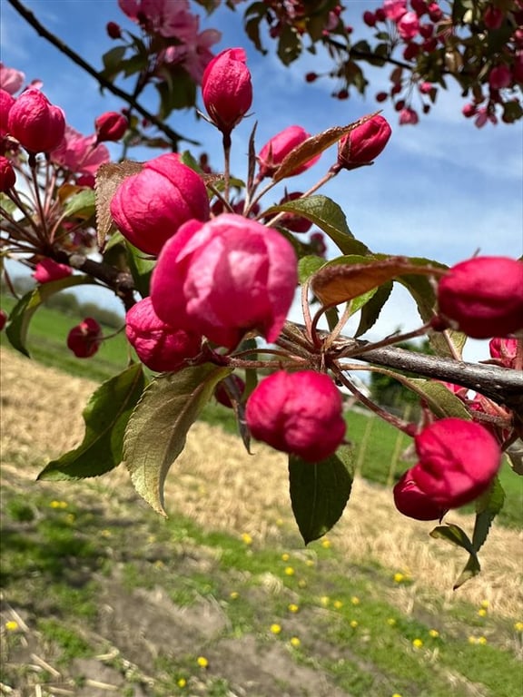 Malus ‘Royalty’