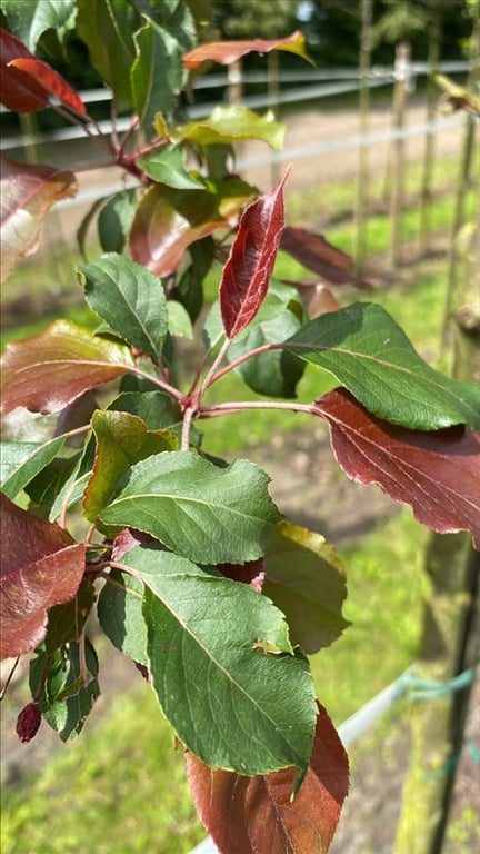 Malus ‘Rudolph’