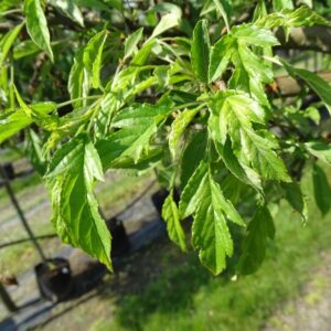 Malus toringo ‘Brouwers Beauty’