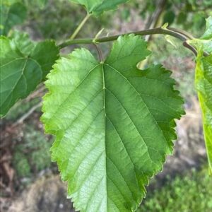 Morus alba