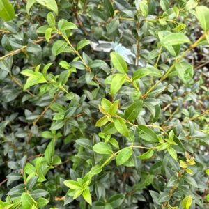 Osmanthus burkwoodii