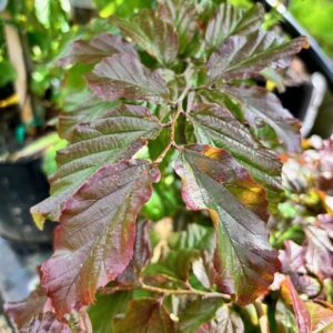 Parrotia persica ‘Bella’