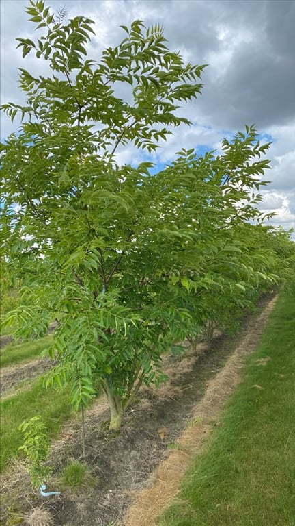 Phellodendron amurense