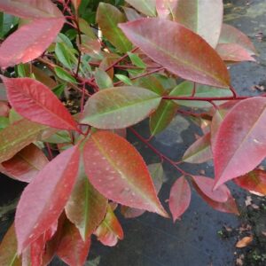Photinia fraseri ‘Red Robin’