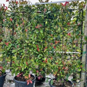 Photinia fraseri ‘Red Robin’