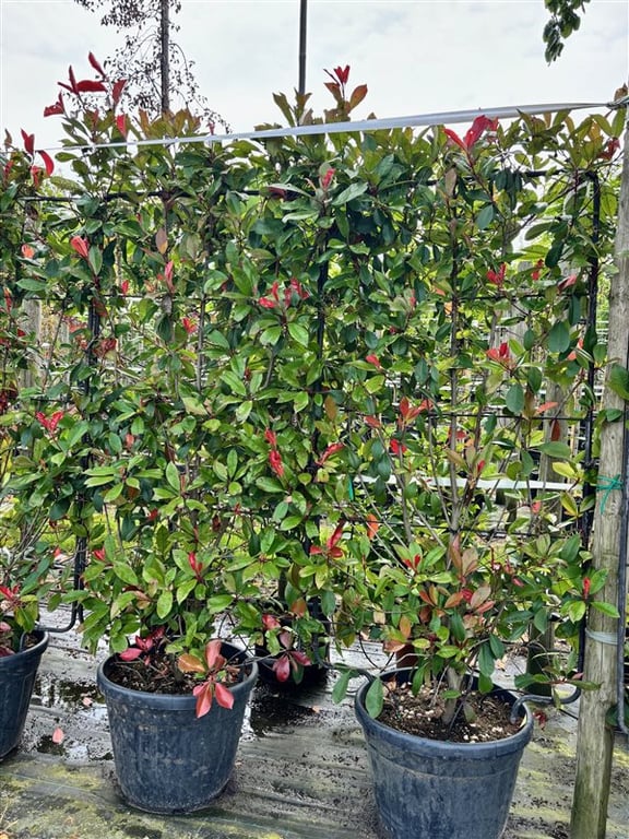 Photinia fraseri ‘Red Robin’