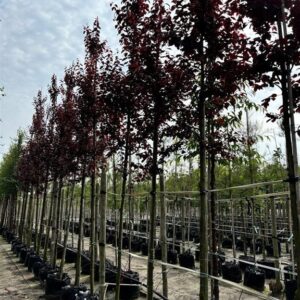 Prunus cer. ‘Nigra’