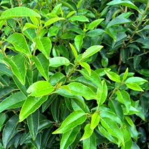 Prunus l. ‘Angustifolia’