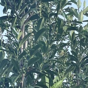 Prunus l. ‘Mariblon’