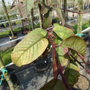 Prunus padus ‘Colorata’