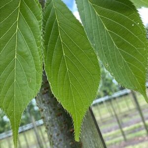 Prunus ser. ‘Shirotae’