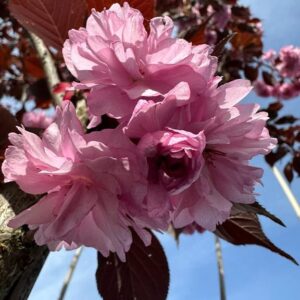 Prunus serr. ‘Royal Burgundy’