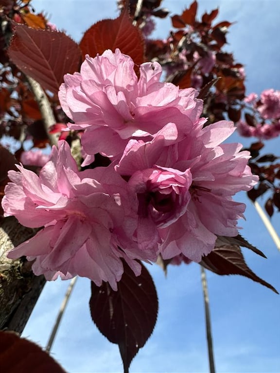 Prunus serr. ‘Royal Burgundy’