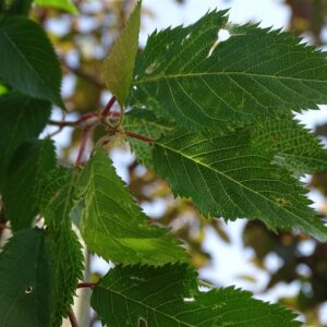 Prunus subh. ‘Autumnalis’