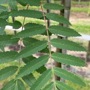 Sorbus aucuparia