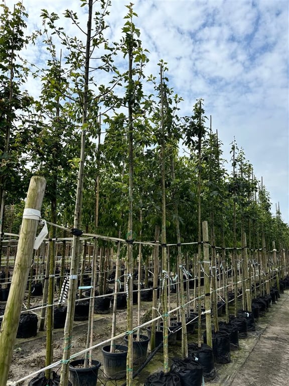 Sorbus torminalis
