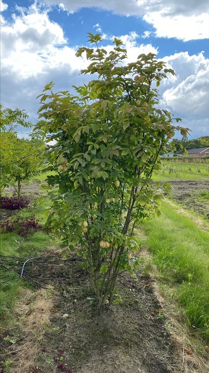 Staphylea pinnata