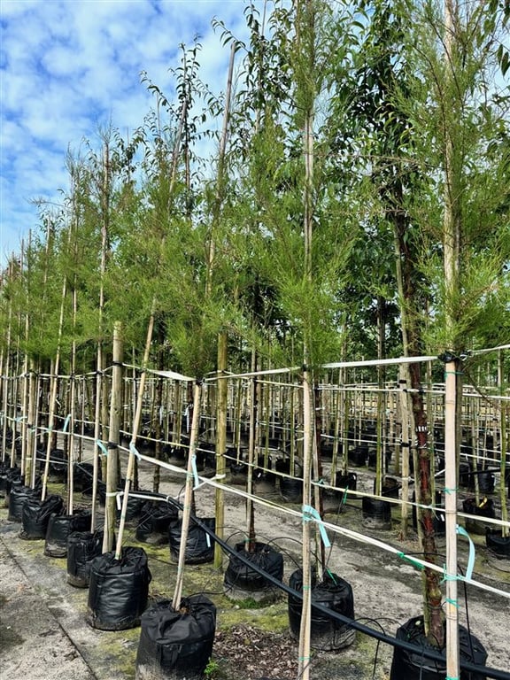 Tamarix gallica