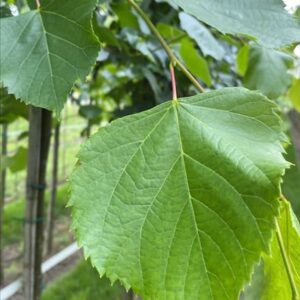 Tilia europaea ‘Pallida’