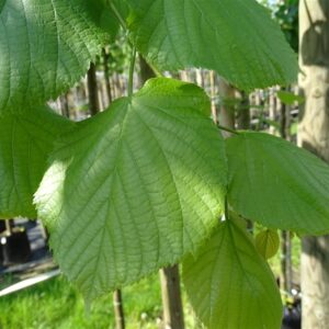 Tilia plat. ‘Delft’