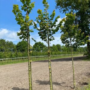 Tilia plat. ‘Rubra’