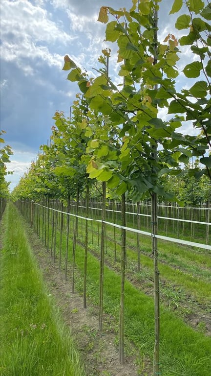 Tilia platyphyllos