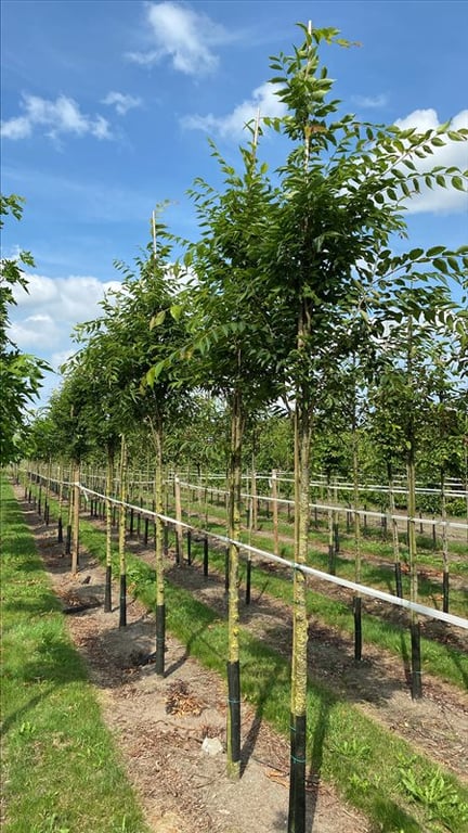Zelkova serrata Green Vase