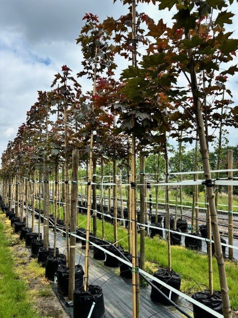 Acer plat. ‘Fairview’