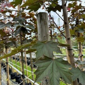 Acer plat. ‘Fairview’