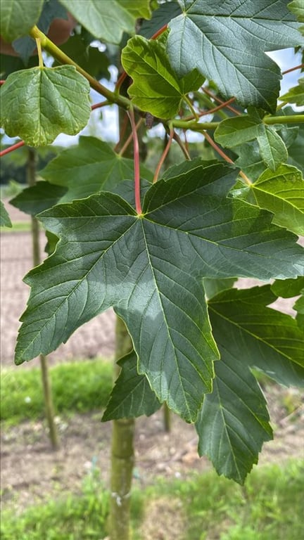 Acer pseudoplatanus