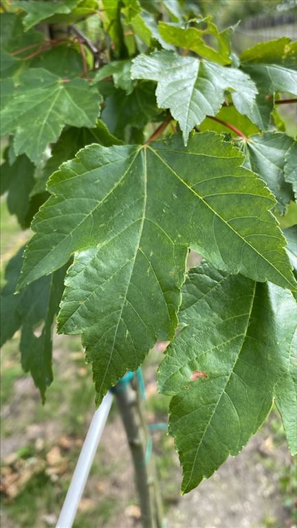 Acer rubrum ‘October Glory’