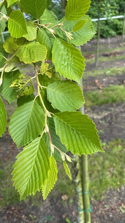 Alnus incana